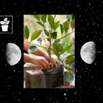 Calendario-lunar-octubre-siembra-plantas-jardineriaCalendario-lunar-octubre-siembra-plantas-jardineria