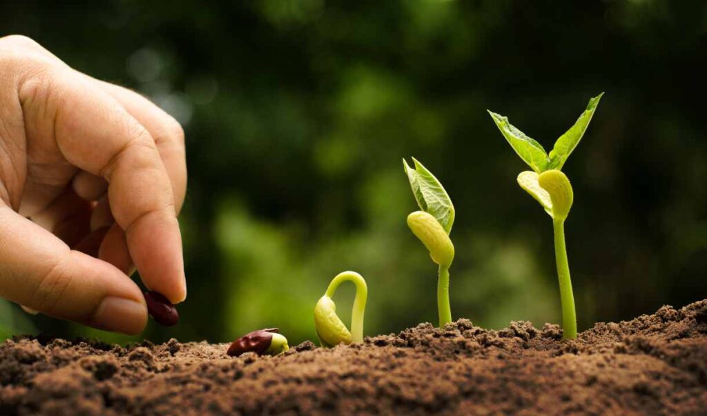 LUNA NUEVA JULIO 2025 (2)