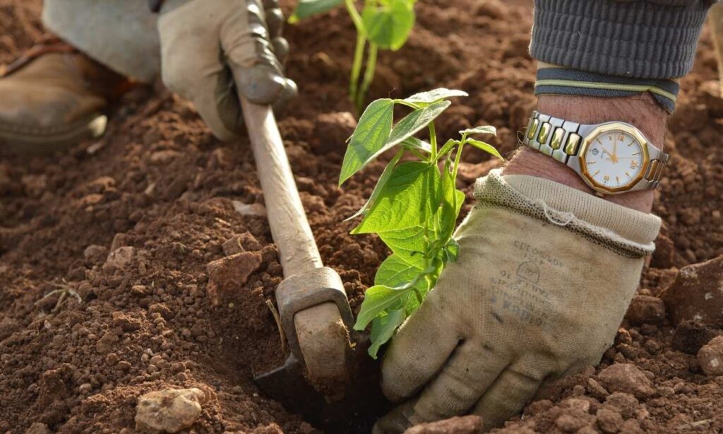 cuando es luna nueva en julio (3)