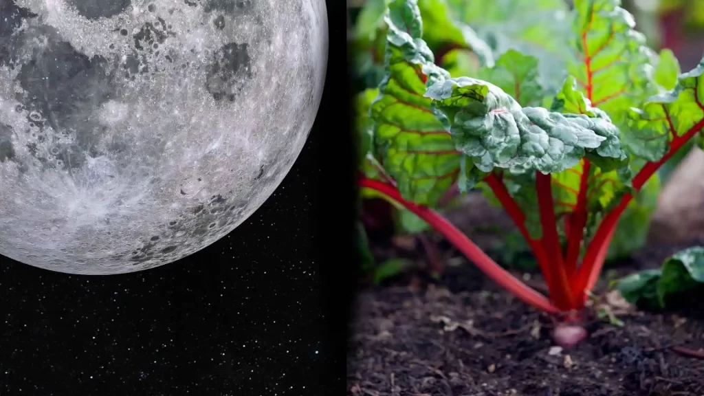cuando-sembrar-acelga-segun-la-luna